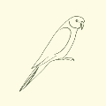 The Parakeet Pub logo