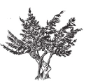 Pinehill Massage logo