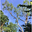 ARB UK Tree Surgeon Oxford