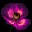 Floral Creations Ltd