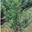 Hedging UK