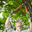 The Farnborough Tree Surgeon